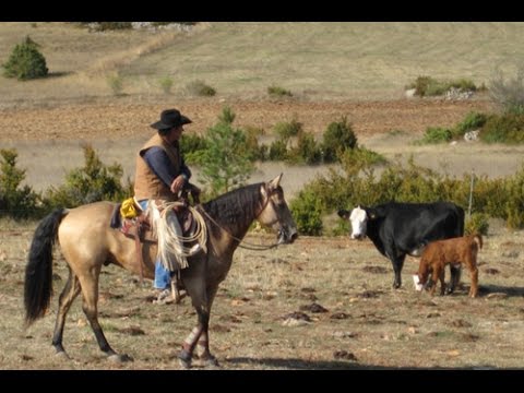 Alimentación y Ensillado de Caballos de Trabajo Tv Agro por Juan Gonzalo
