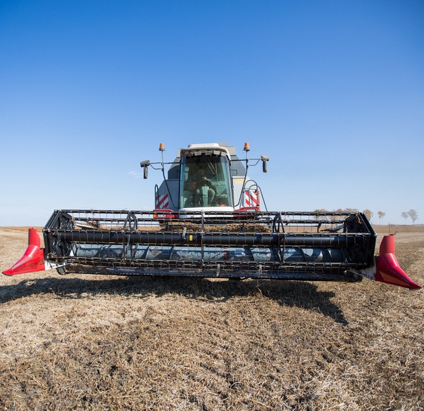 уборка сои в амурской области. соя комбайн. уборка сои комбайном. уборка урожая сои. жатка джон дир 635f.