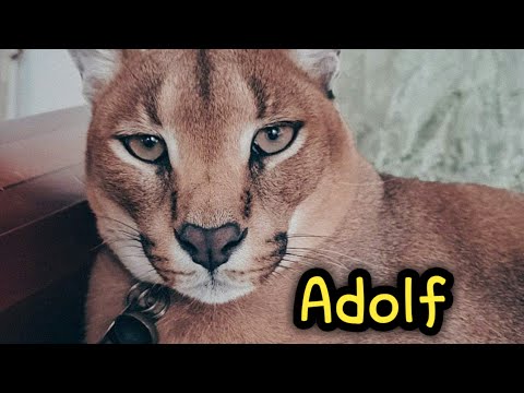 Wild Caracal Adolf Meow Compilation : Big Floppa :