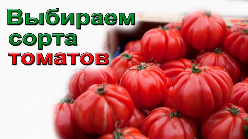 Сорта томатов Как