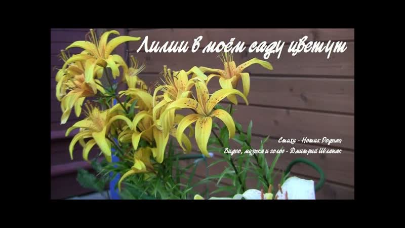 Лилии в моём саду цветут. Дачные картинки