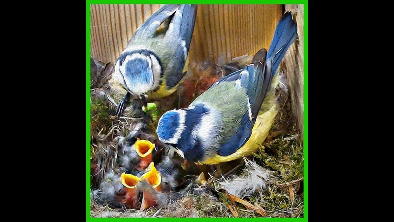 45 Days of Wild Bird Live Nest Camera