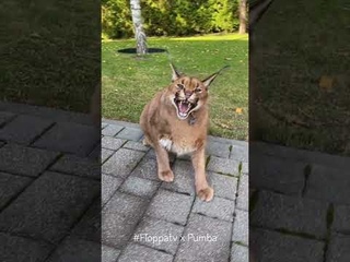Wild Caracal Pumba Hissing : Floppa #shorts