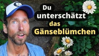 Gnseblmchen - Kleine Power-Blume fr deine Gesundheit | Kruterkunde der Heilpflanze