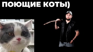 Коты поют металл))) | Funny Cat | Funny metal