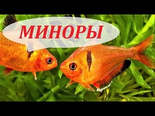 Минор. Аквариумная рыбка, разведение, совместимость, содержание, описание. Серпас.