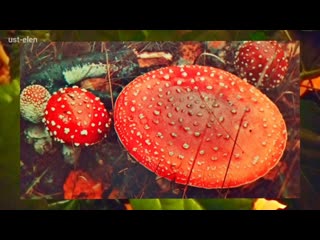 Гриб Мухомор. Какая польза. И как выглядит.