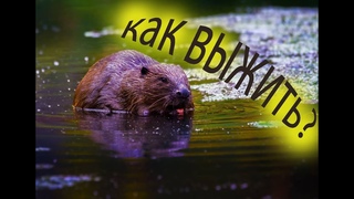 Выживание, как добыть бобра, если чЁ,