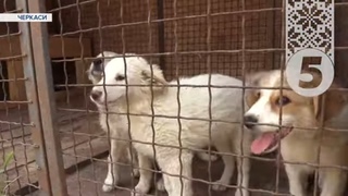 😿РЯТУЮТЬ ПУХНАСТИКІВ під ворожими обстрілами!Черкаські волонтери врятували понад три десятки тварин