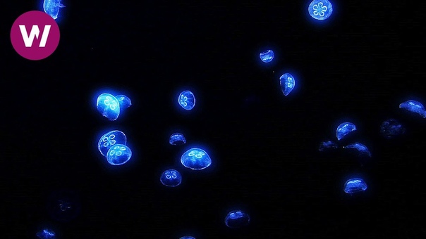 Soothing Jellyfish with Lounge Music ( HD