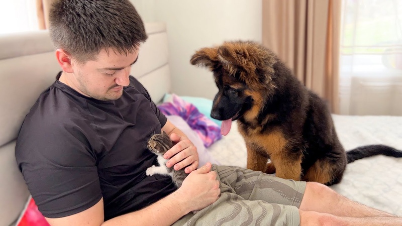 German Shepherd Puppy Reacts to his Dad Cuddling Tiny