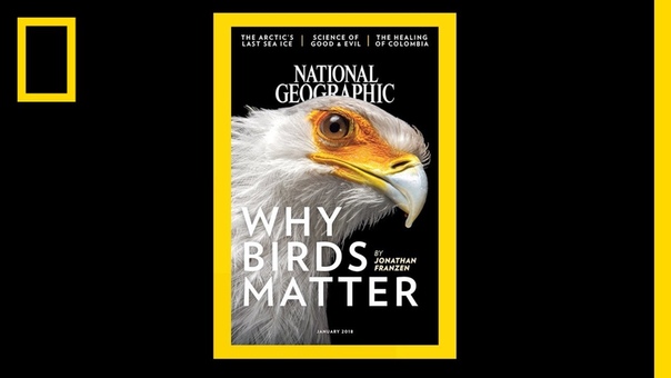 See 130 Years of National Geographic Covers in Under 2 Minutes, National