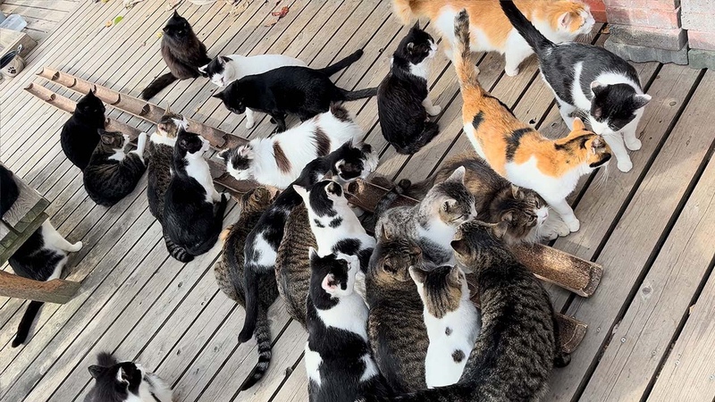 Visiting Japans Cat Island , Miyagi Tashirojima Island,