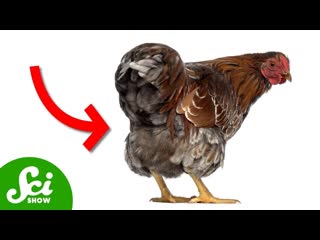 New Oil Spill Clean Up Method, Guess What
