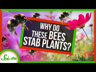 Why Are These Bees STABBING Plants