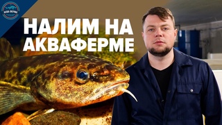 Налим. Новая аквакультура на АкваФерме