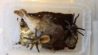 Monocentropus balfouri Спаривание