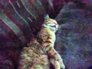 Котик заплатил налоги и спит спокойно