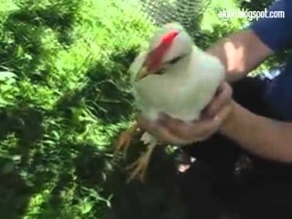 Российский гироскопически стабилизированный нано-петух