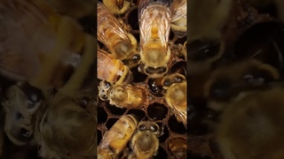 ВРАГ 🦀 пчёл на пороге! Как Клещ Varroa разрушает ВСЁ #пчелы #варроа