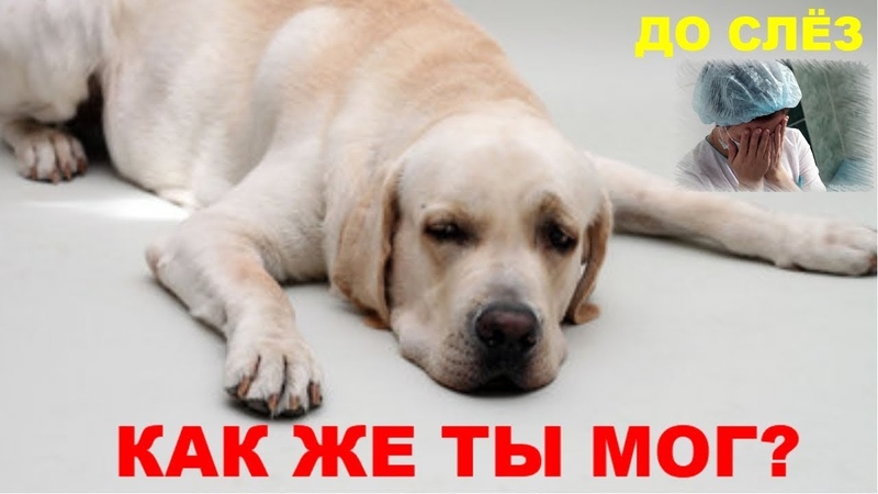 ХОЗЯИН ЖЕСТОКО ПРЕДАЛ СВОЮ СОБАКУ. ИСТОРИЯ ДО