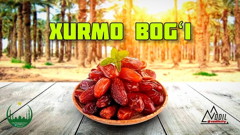 Xojilarimiz Xurmo bogida mazza qilishdi. In Shaa