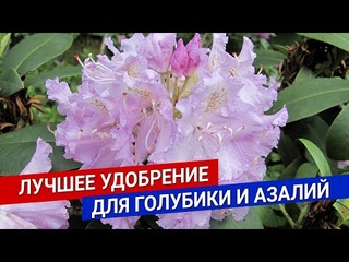 Лучшее удобрение для голубики и азалий