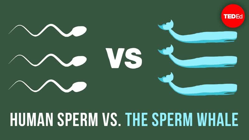 Human sperm vs. the sperm whale Aatish