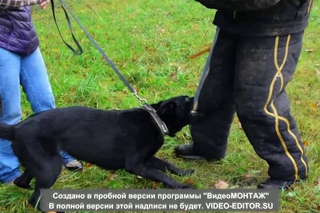 Dog training 40 (Тренировка)