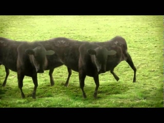 ciryak-cow & cow &