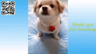 Cute Pets And Funny Animals -Sevimli hayvanlar ve komik hayvanlar-Lustige Videos