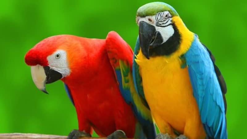 funny birds have a sword fight with their beaks