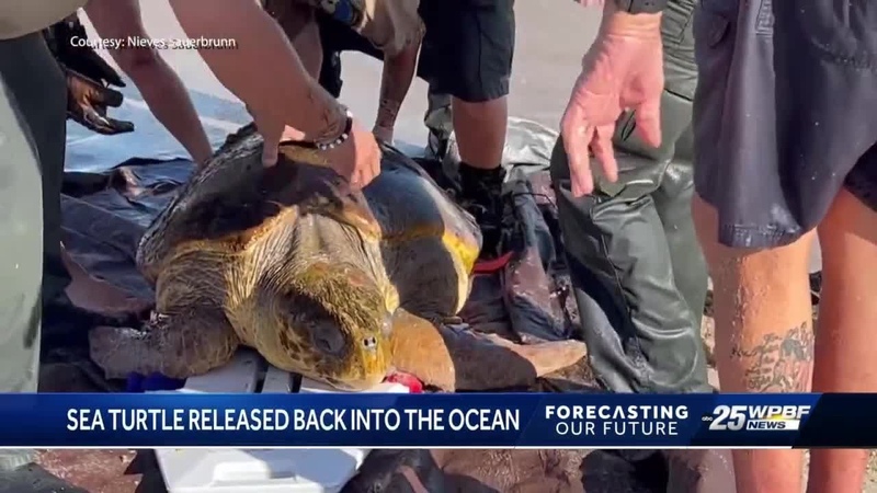 After a life threatening injury, Rocky the Loggerhead sea turtle has a second chance at
