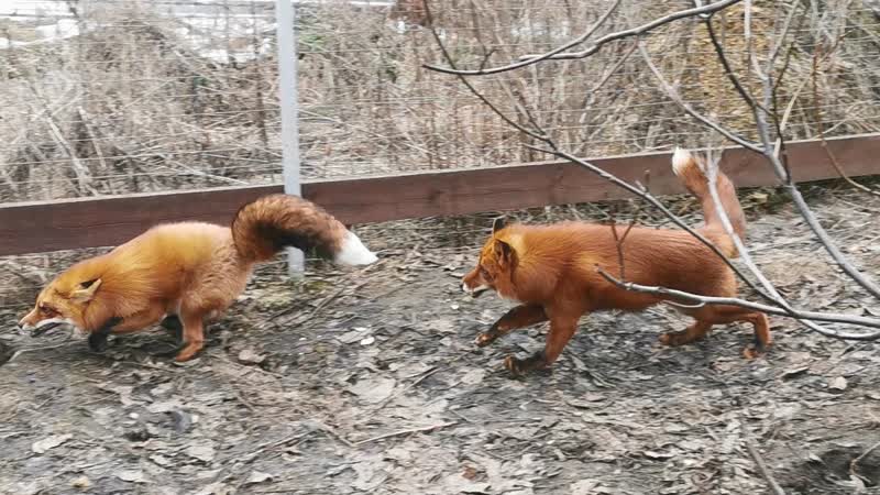Лис Альф и Фокси бегают друг за