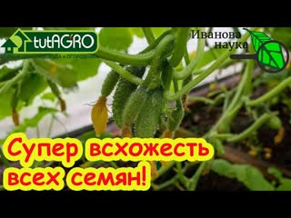 ВСХОДЫ ЧЕРЕЗ 12 ЧАСОВ! СУПЕРСПОСОБ ПОСЕВА СЕМЯН ОГУРЦОВ: ранний урожай без болезней гарантирован!