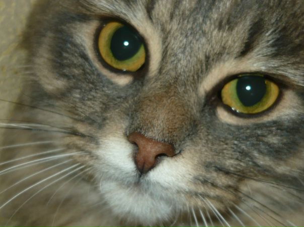 №154, Наташа Уханова №154, Наташа Уханова