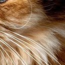 №121, Мария Косенко, Кривой Рог №121, Мария Косенко, Кривой Рог