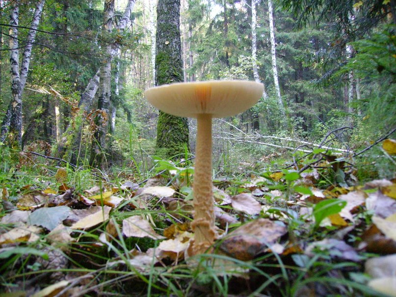 Сергей Воронин | Москва