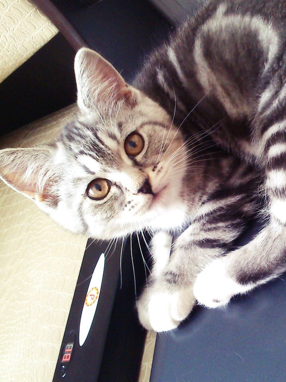 Дарья Шокодей ● | Тюмень