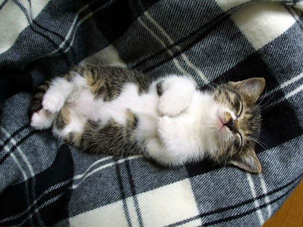 №20, Уля Васильева №20, Уля Васильева