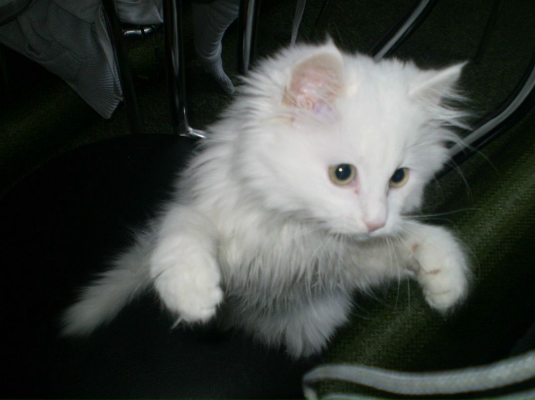 Таня Литвин | Заводское / Червонозаводское