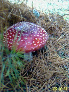 Гена Нетребко Михайлович | Киев