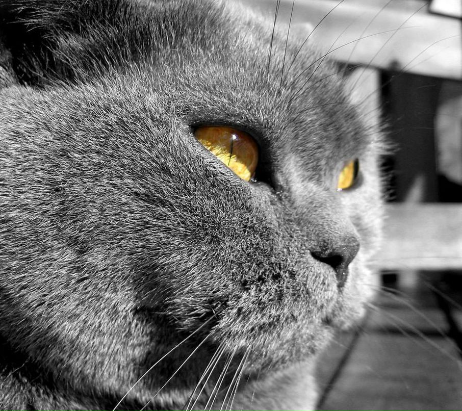 Кирилл Кихенович | Южно-Сахалинск