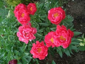 №40, Марина Савельева, Пинск №40, Марина Савельева, Пинск