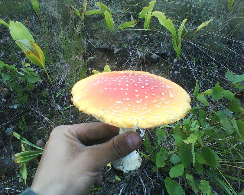 Дмитрий Оксененко | Воронеж