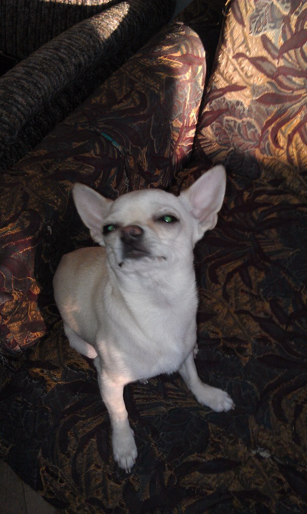 Дмитрий Шубин | Санкт-Петербург