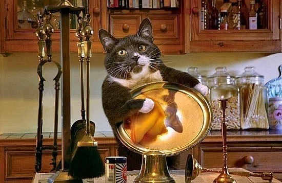 Амелина Франц | Санкт-Петербург