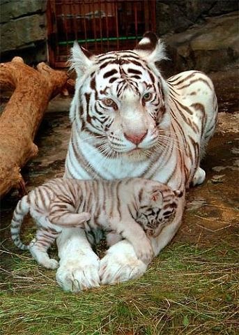 Валя Величко | 