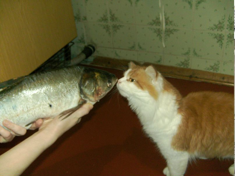 Алексей Фесенко | Чернигов