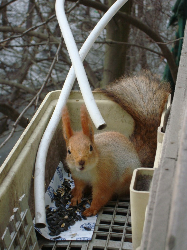 Сергей Дробот | Днепр (Днепропетровск)